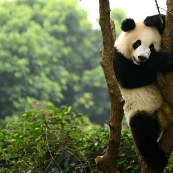 How big a mystery is it that giant pandas have great hides?