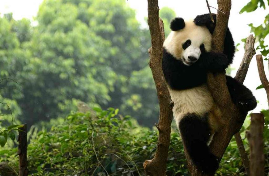 How big a mystery is it that giant pandas have great hides?